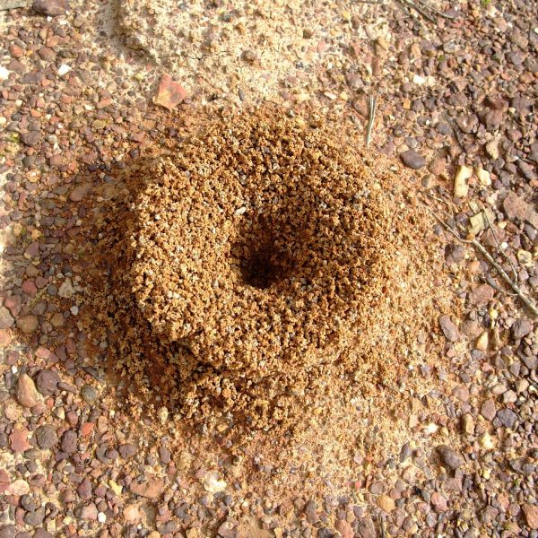 anthill, ant, insect-140643.jpg